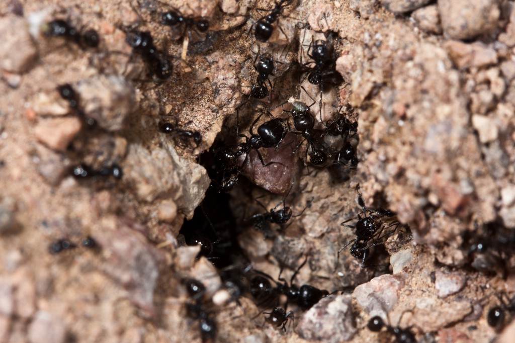 Death Valley Ants
