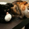 New Furby and kitty