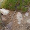 Rattlesnake Rattle