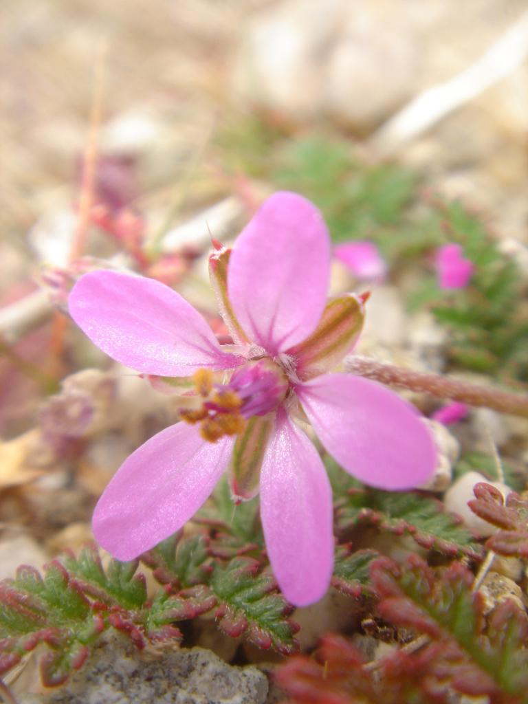 pink wildflower