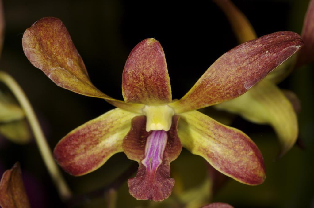 purple and yellow orchid