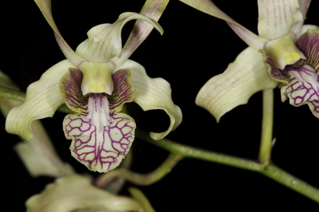 purple veined orchid