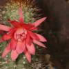 Cactus Flower of Love