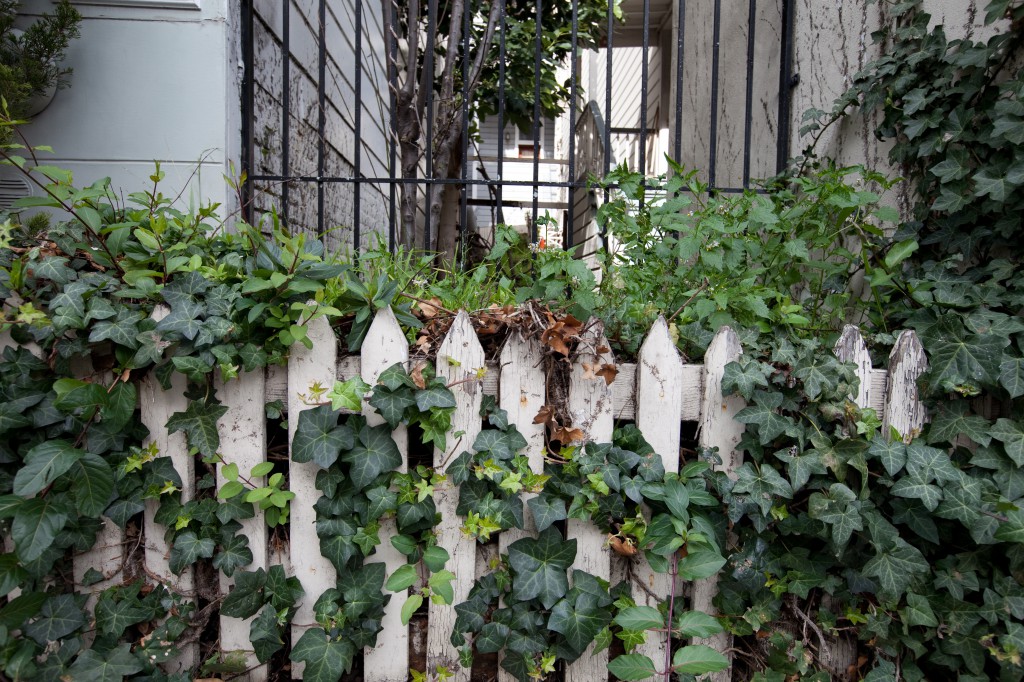 Ivy-covered Picket Fence