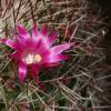 Purple Cactus Bloom