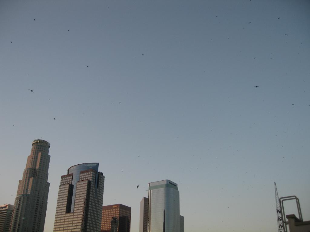 Thousands of Swallows
