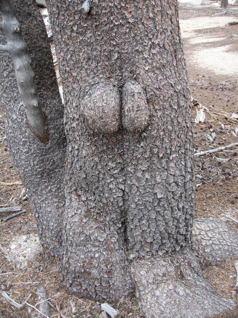 butt tree