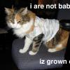 i are not babie, iz grown cat