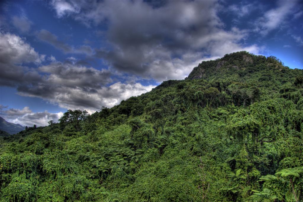 rainforest mountain