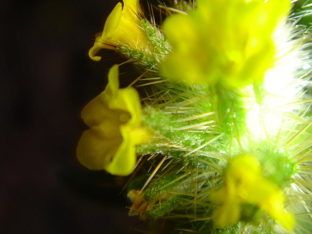 thorny yellow wildflowers - 2