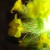 thorny yellow wildflowers - 2